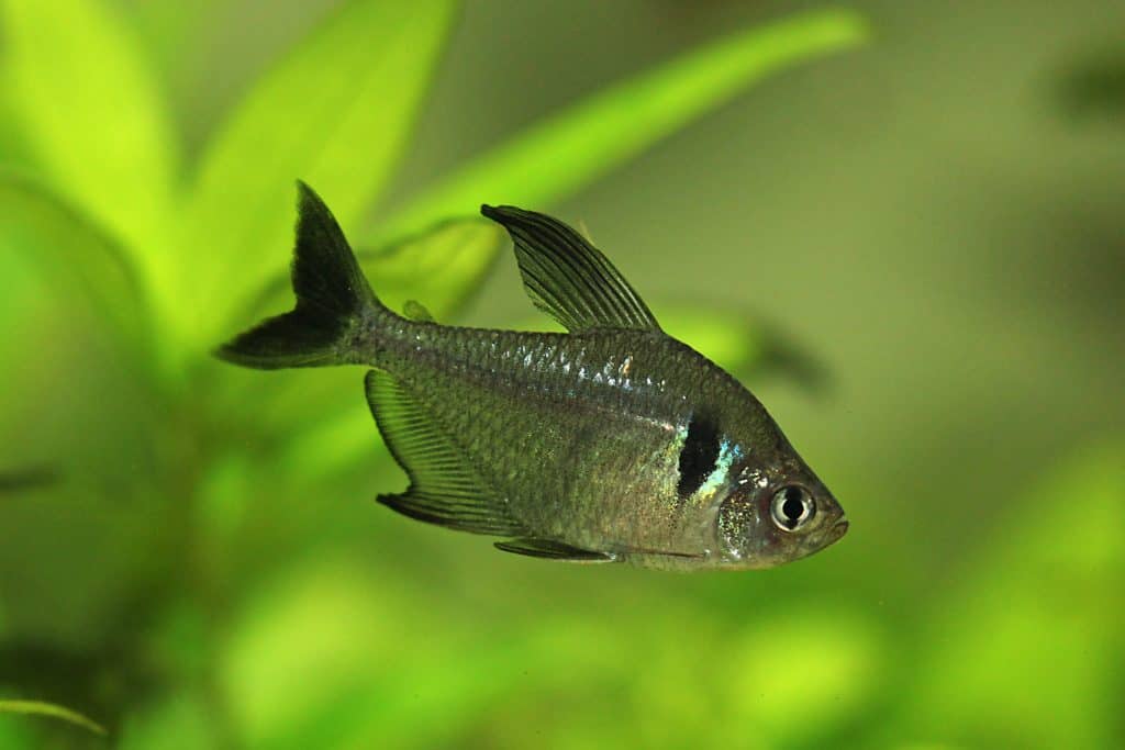 Tétra Fantôme Noir (Hyphessobrycon Megalopterus)