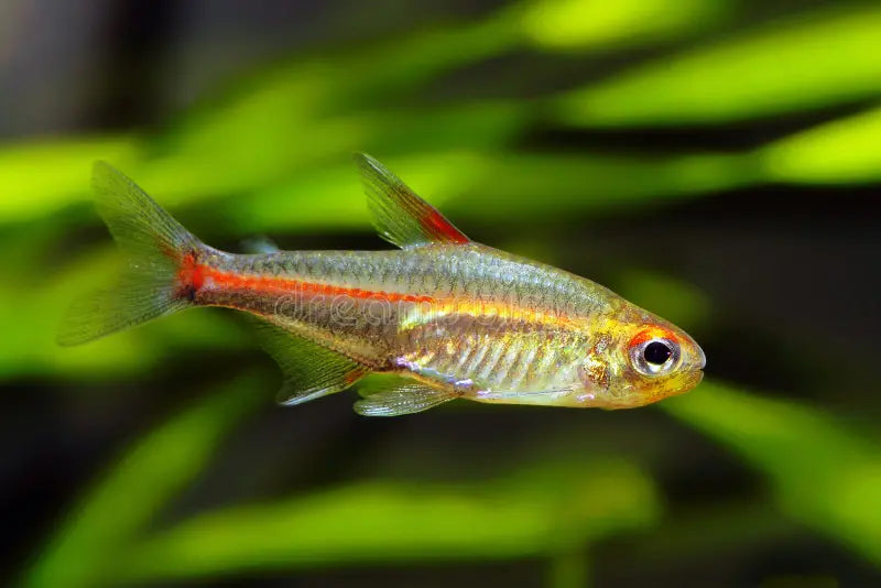 Tétra Lumineux (Hemigrammus Erythrozonus)