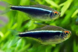Tétra Néon Noir (Hyphessobrycon Herbertaxelrodi)