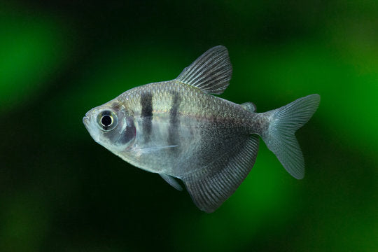 Tétra Noir (Gymnocorymbus Ternetzi)