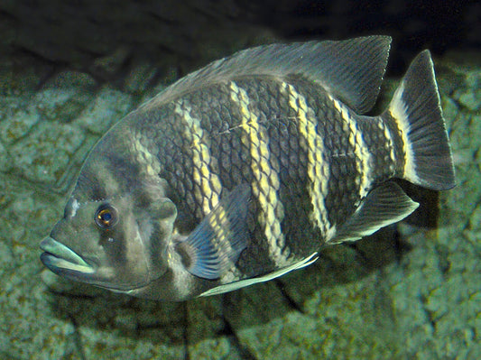 Tilapia Zèbre (Heterotilapia Buttikoferi)