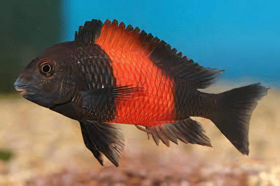 Tropheus Bemba (Tropheus Sp. "Black")