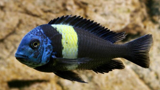 Tropheus Duboisi