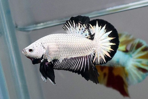 Betta Plakat Dragon Noir (Betta Splendens)