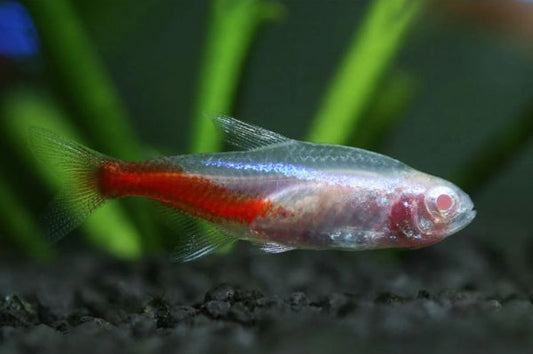 Tétra Néon Albino (Paracheirodon Innesi)