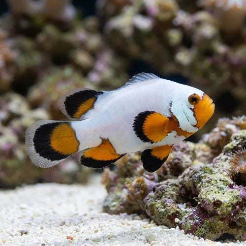 Clown Flurry (Amphiprion Ocellaris)