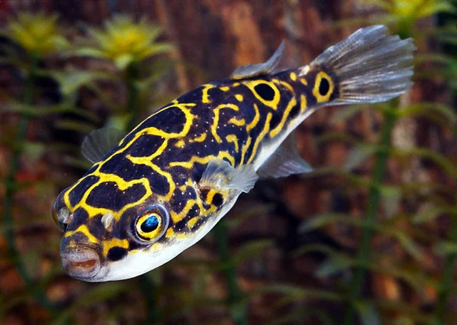 Tetraodon Oculaire