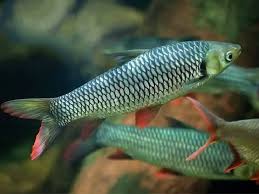 Barbe du Sultan (Leptobarbus Rubripinna)