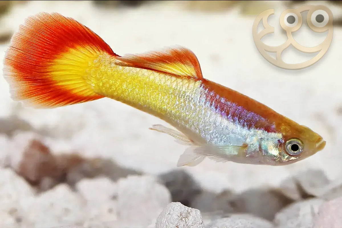 Guppy Soleil (Poecilia Reticulata)
