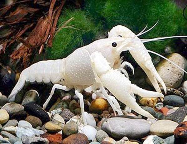 Écrevisse Blanche (Procambarus Alleni)