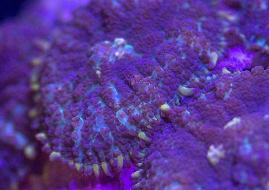Rhodactis Inchoata (Blue/Purple Mushroom)
