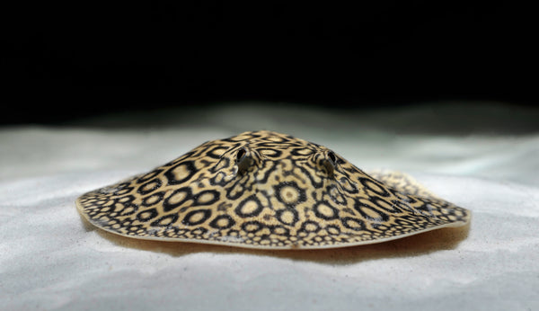 Potamotrygon Jabuti (Pearl)