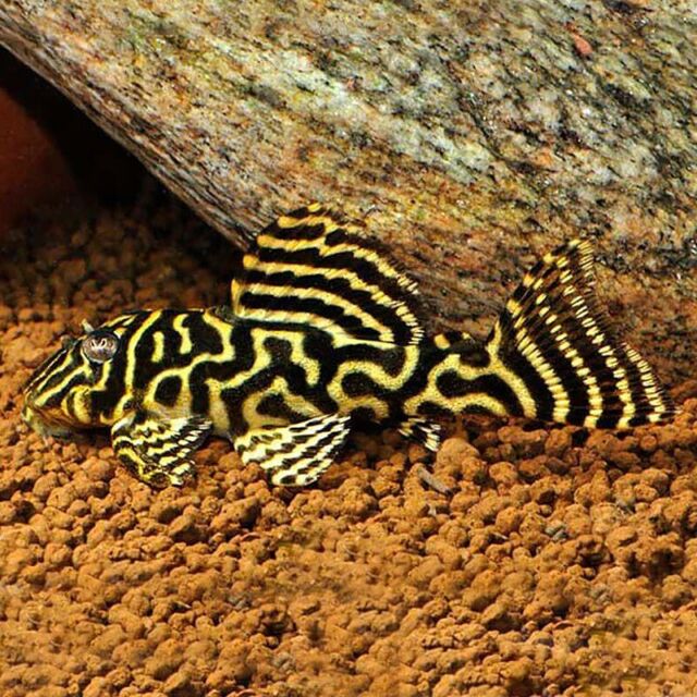 Pléco Méga Clown (Hypancistrus Sp. L340) – Poseidon