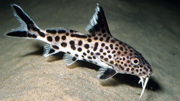Poisson-Chat Synodontis Tacheté (Synodontis Multipunctatus)