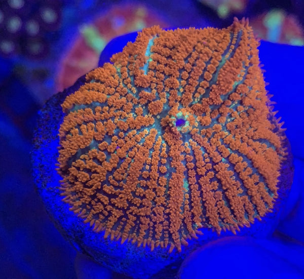 Rhodactis Sp. "Forest Fire" (Red Mushroom)