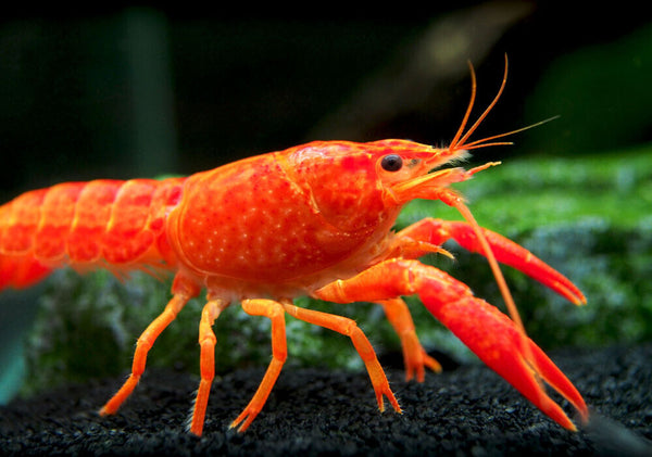 Écrevisse Orange (Procambarus Alleni)