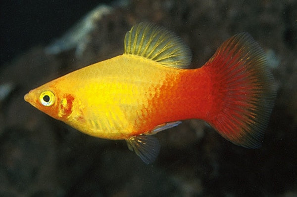 Platy Sunburst (Xiphophorus Maculatus)