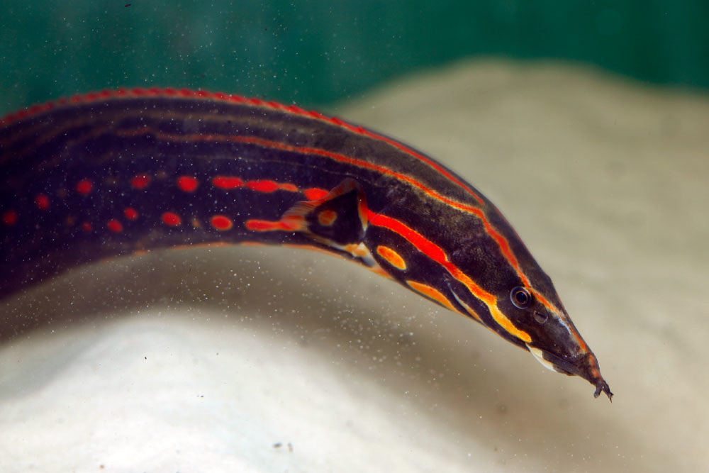 Mastacembelus Erythrotaenia (Fire Eel)