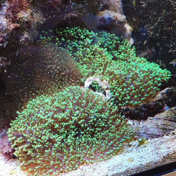 Rhodactis Indosinensis (Green Hairy Mushroom)