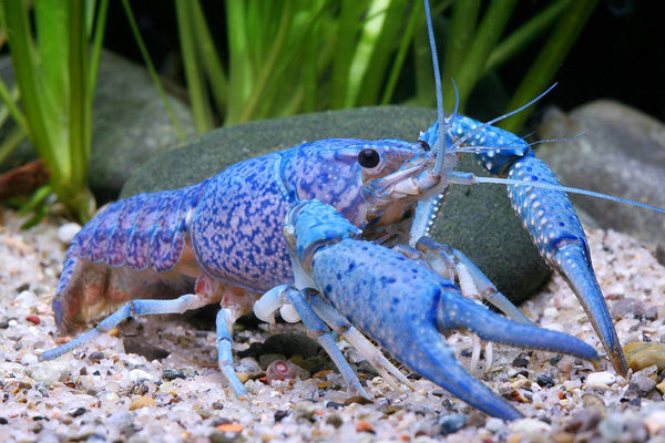 Écrevisse Bleu (Procambarus Alleni)