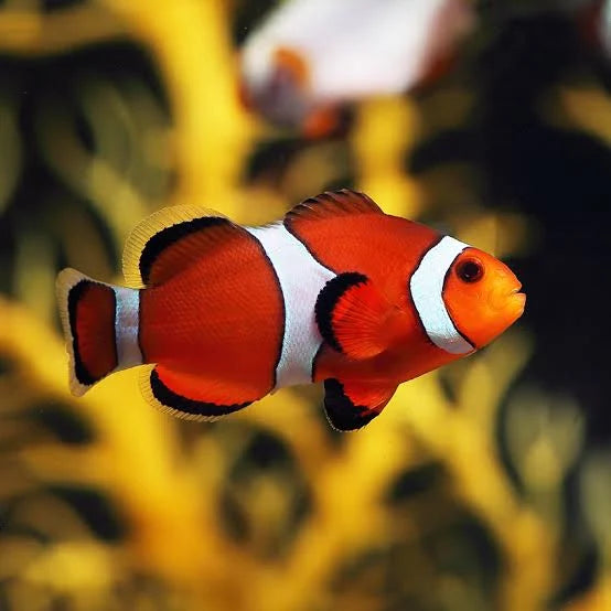 Clown Ocellaris (Amphiprion Ocellaris)