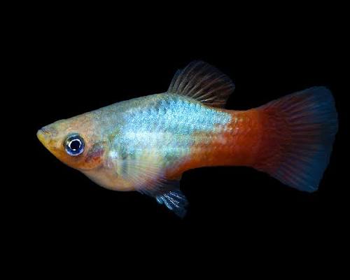 Platy Arc-en-Ciel (Xiphophorus Maculatus)