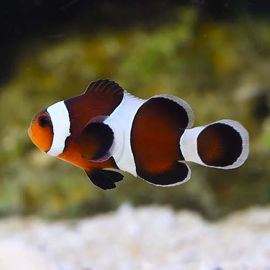 Clown Mocha (Amphiprion Ocellaris)