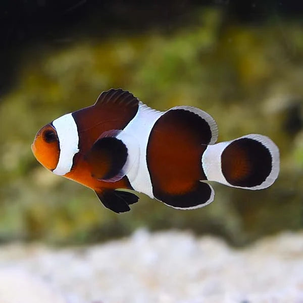 Clown Mocha (Amphiprion Ocellaris)