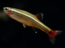 Tanichthys albonubes (Néon du pauvre)