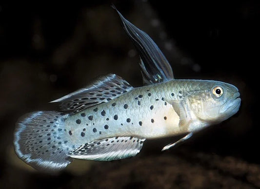 Goby Chevalier (Stigmatogobius Sadanundio)