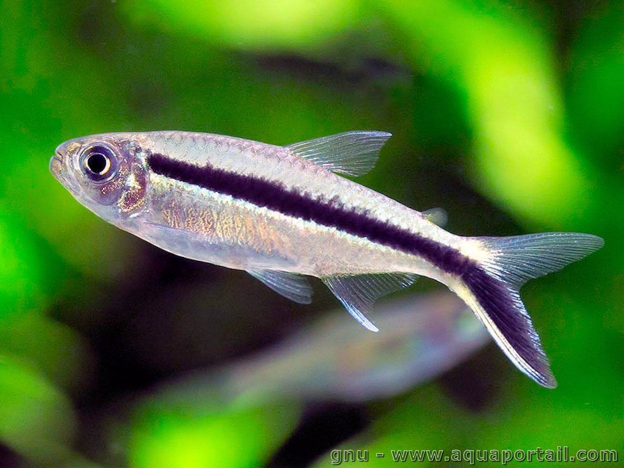 Tétra Pingouin (Thayeria Boehlkei)