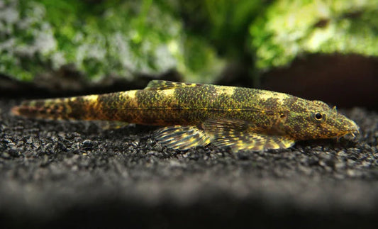 Loche Verte (Homalopteroides Tweediei)