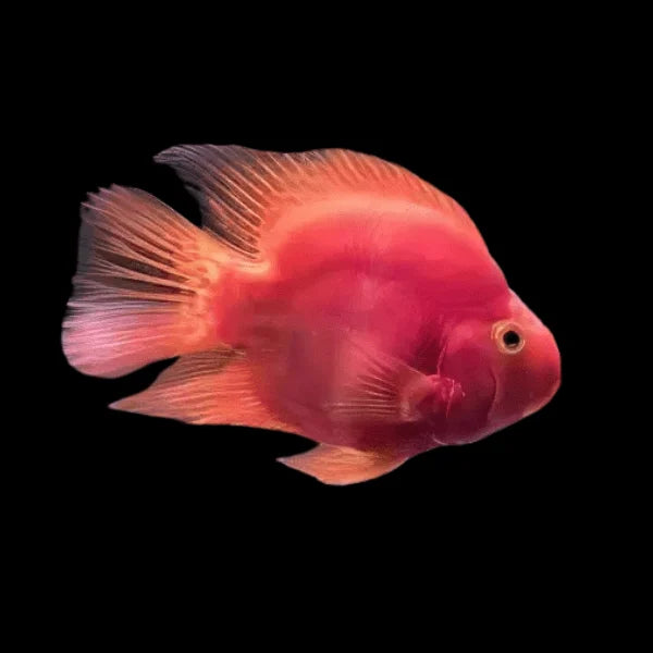 Perroquet Rose (Amphilophus Citrinellus X Vieja Melanurus)