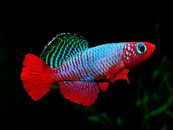 Killi Rubripinnis (Nothobranchius)