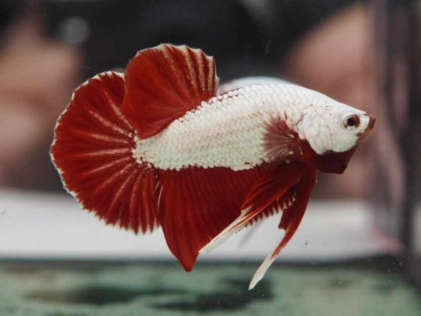 Betta Plakat Dragon Rouge (Betta Splendens)
