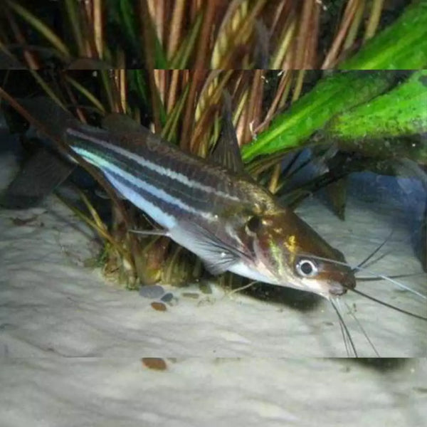 Poisson-Chat Mystus Bleu (Mystus Vittatus)