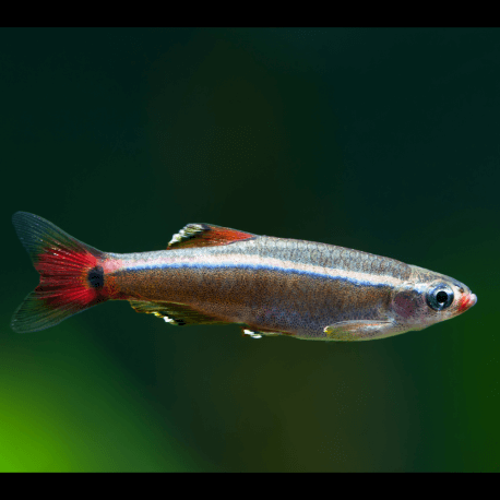 Tanichthys albonubes (Néon du pauvre)
