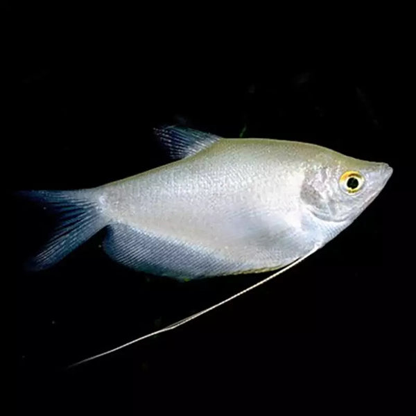 Gourami Argenté (Trichopodus Microlepis)
