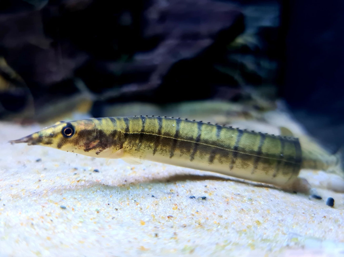 Anguille Zébré Bleue (Mastacembelus)