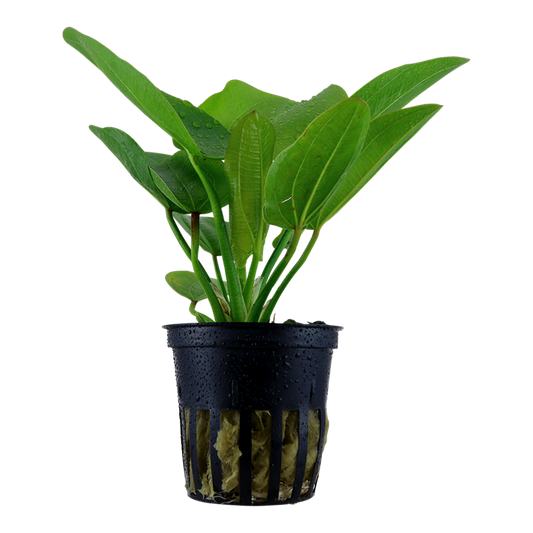 Echinodorus 'Aquartica'