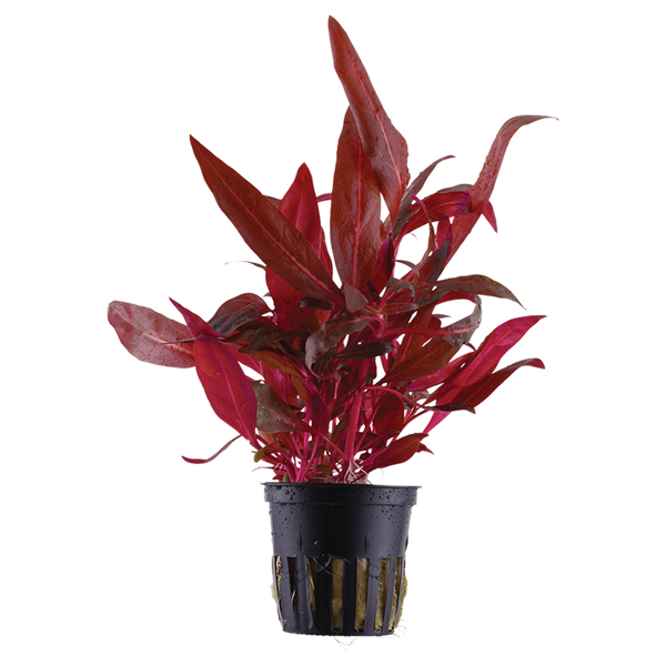 Alternanthera reineckii 'Rosanervig'