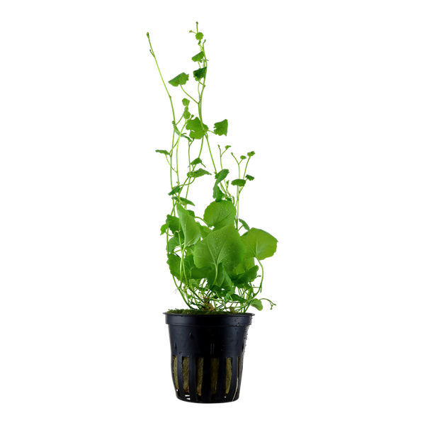 Cardamine lyrata