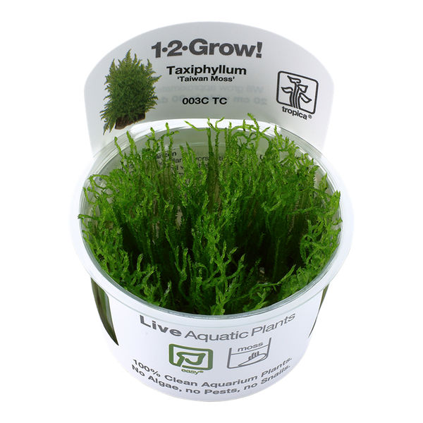 Taxiphyllum Alternans 'Taiwan'