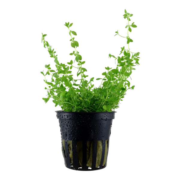 Hemianthus micranthemoides