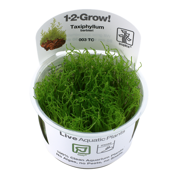 Taxiphyllum Barbieri "Bogor Moss"