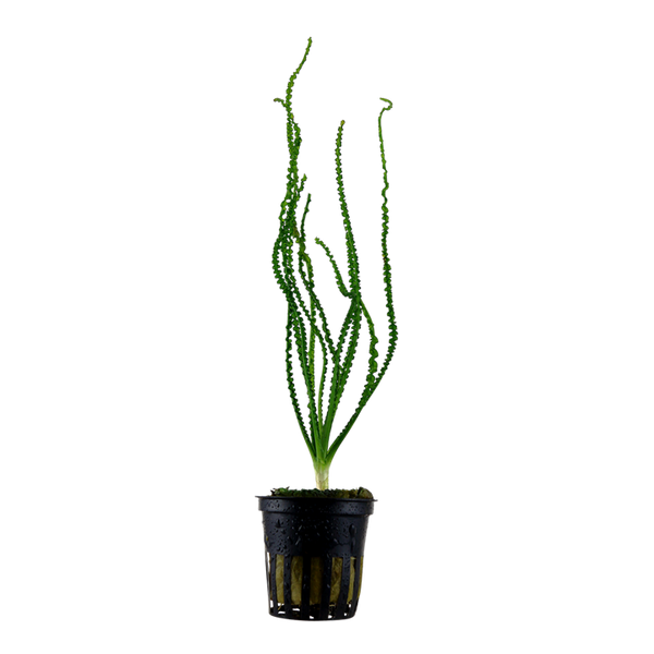 Crinum Calamistratum