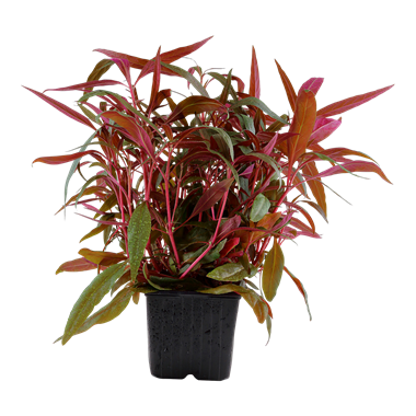 Alternanthera reineckii 'Pink'