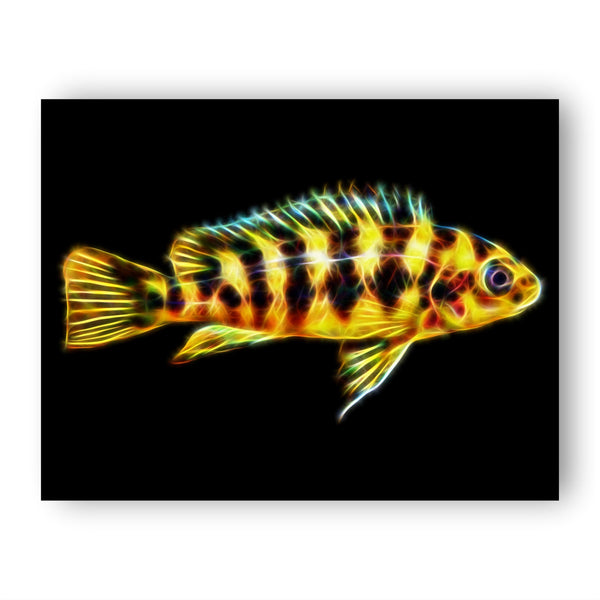 Abeille (Pseudotropheus Crabro)