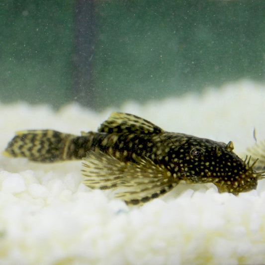 Ancistrus (Ancistrus Temminckii)