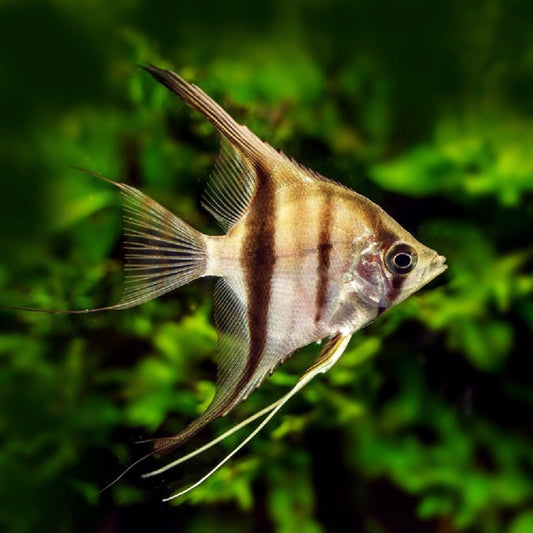 Ange Zébré (Pterophyllum Scalare)